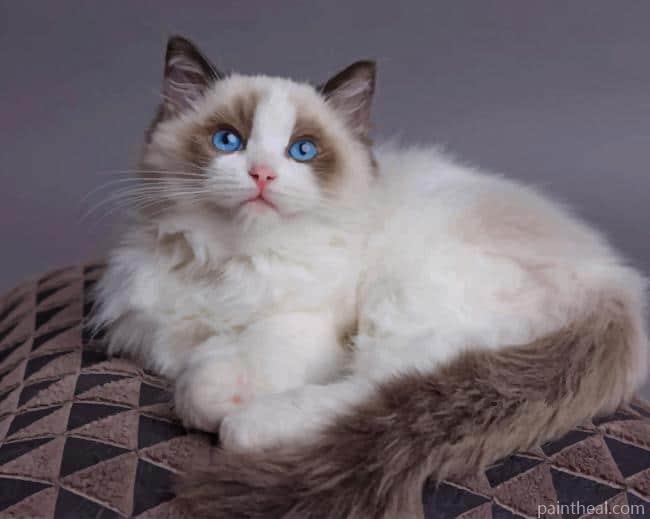 Ragdoll Cat NEW Painting By Numbers Kits