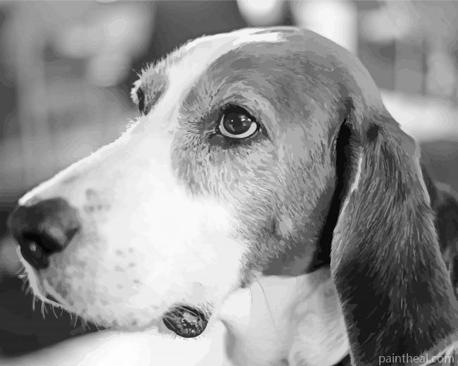 Black And White Finnish Hound Puppy Painting By Numbers Kits