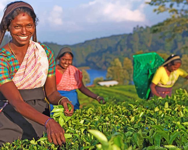 Sri Lanka Women Painting By Numbers Kits