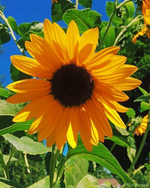 Single Sunflower Painting By Numbers Kits