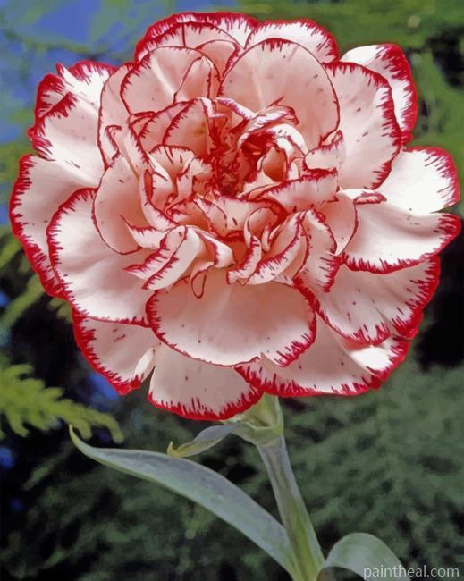 Striped Carnation Painting By Numbers Kits