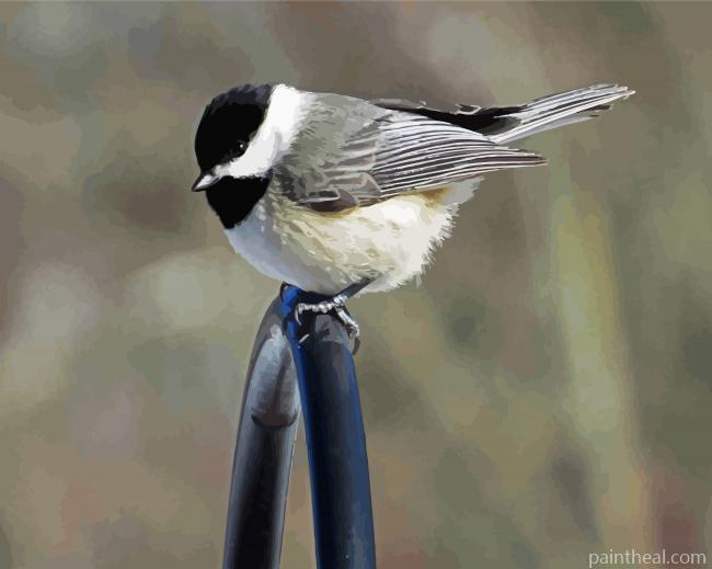 Chickadee Bird Painting By Numbers Kits