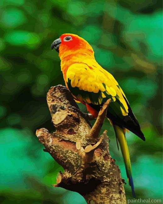Sun Conure Painting By Numbers Kits