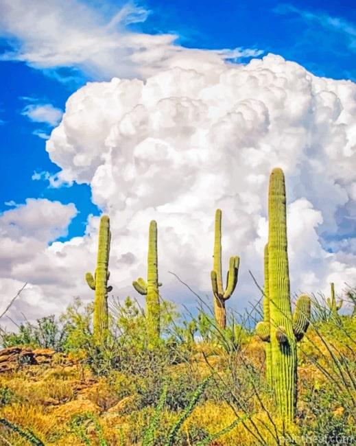 Saguaro National Park NEW Painting By Numbers Kits