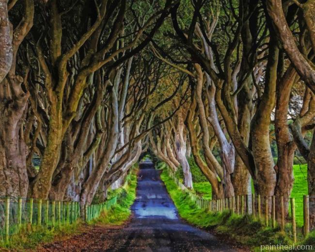 Northen Ireland Dark Hedges Painting By Numbers Kits