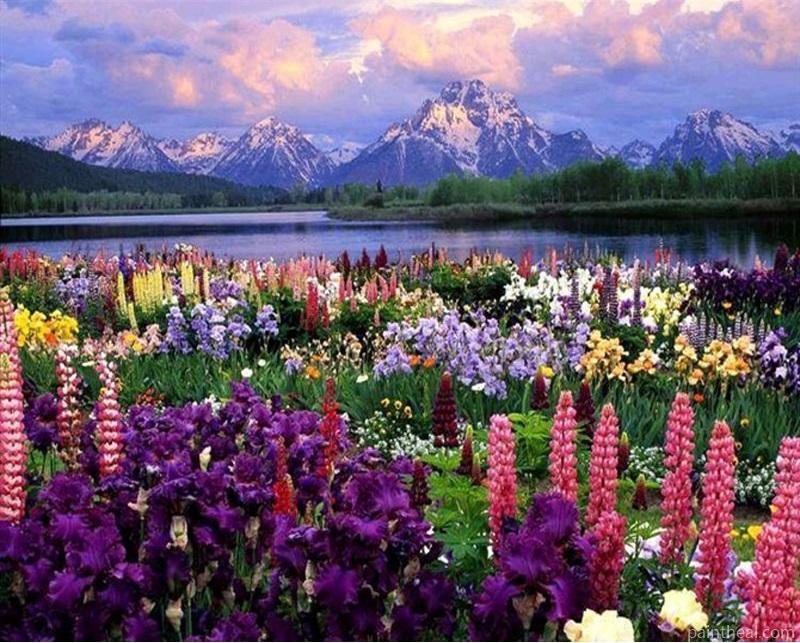 Lupines Field Nature Painting By Numbers Kits