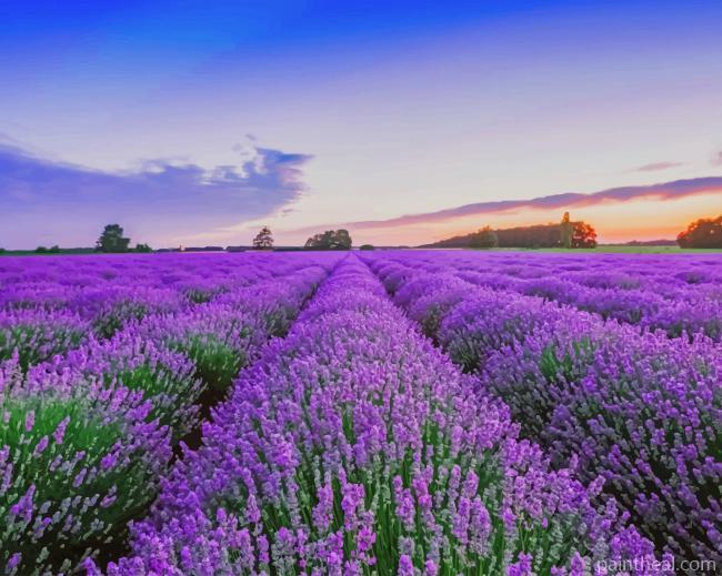 Lavender Field Painting By Numbers Kits