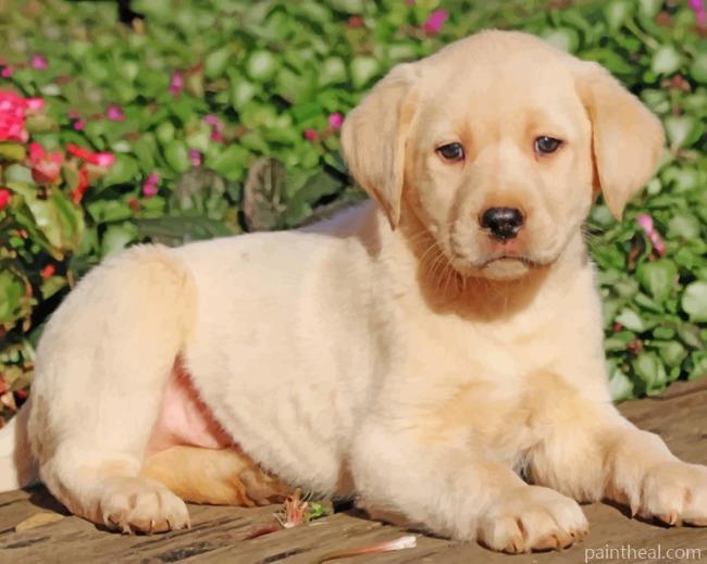 Yellow Labrador Painting By Numbers Kits