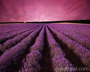 Large Lavender Field – 5D Diamond Painting Painting By Numbers Kits
