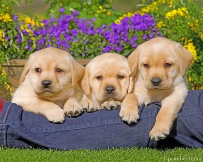 Yellow Labrador Puppies Painting By Numbers Kits
