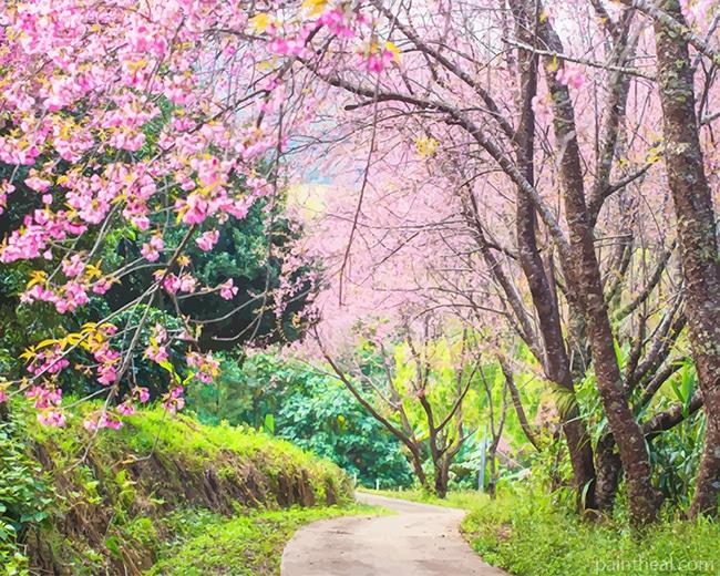 Cherry Blossom Trees Painting By Numbers Kits