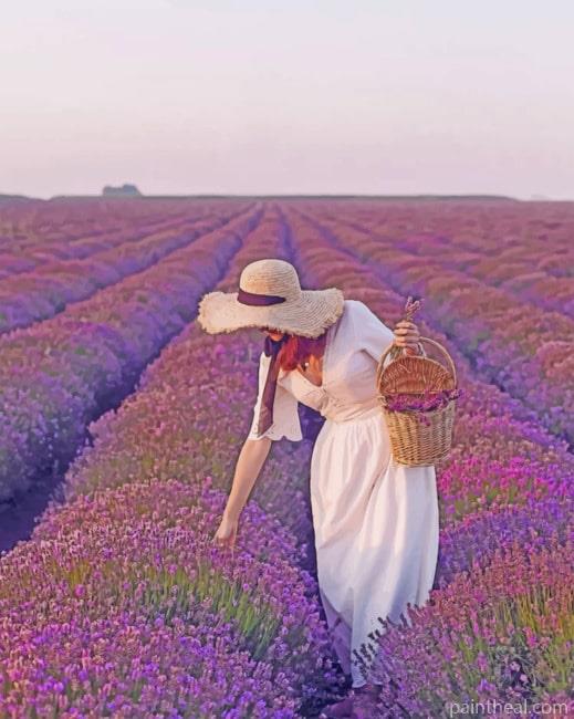Woman In A Field Of Lavender Painting By Numbers Kits