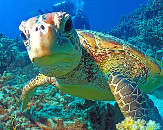 Dive Cairns Painting By Numbers Kits