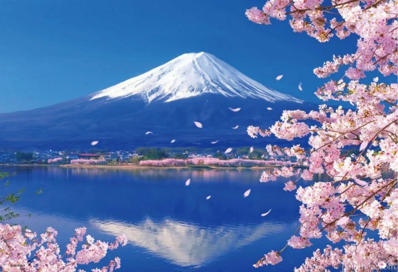 Cherry Blossoms Mount Fuji Painting By Numbers Kits