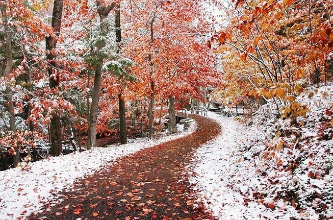 Snow Winter Forest Painting By Numbers Kits