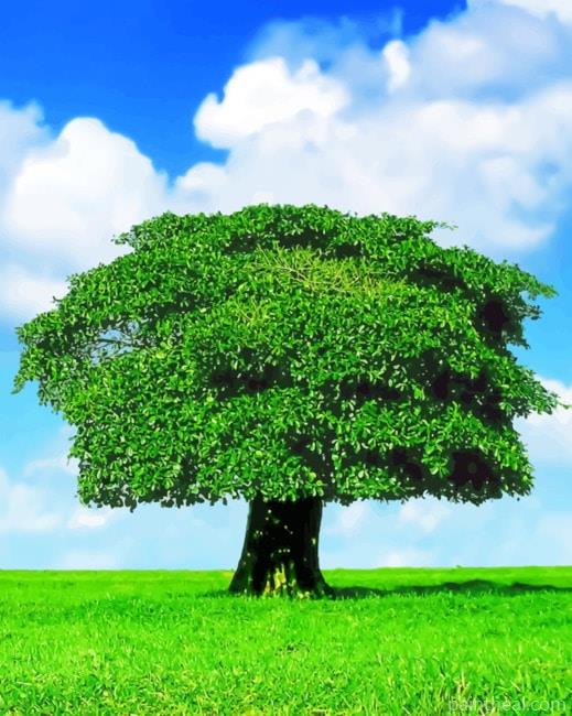 Lone Tree Painting By Numbers Kits
