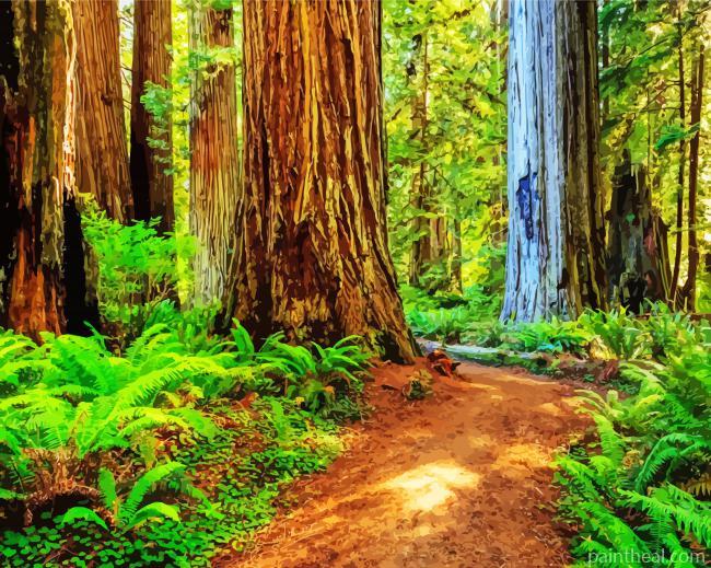 Redwoods Forest Painting By Numbers Kits