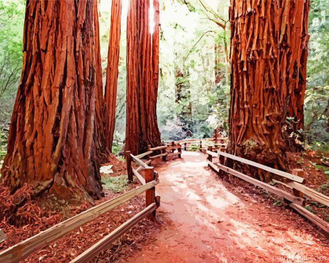 California Redwoods Painting By Numbers Kits