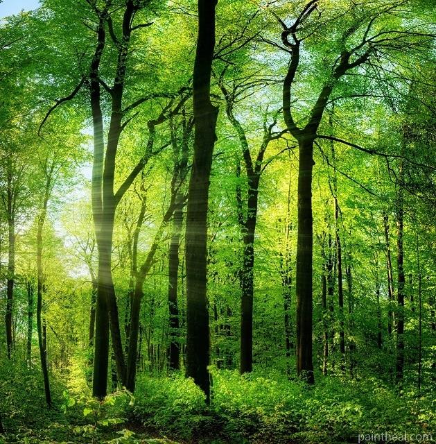 Green Trees Nature Painting By Numbers Kits