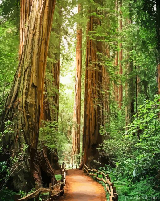 Redwoods Painting By Numbers Kits