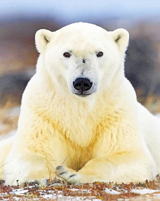 Polar Bear Painting By Numbers Kits