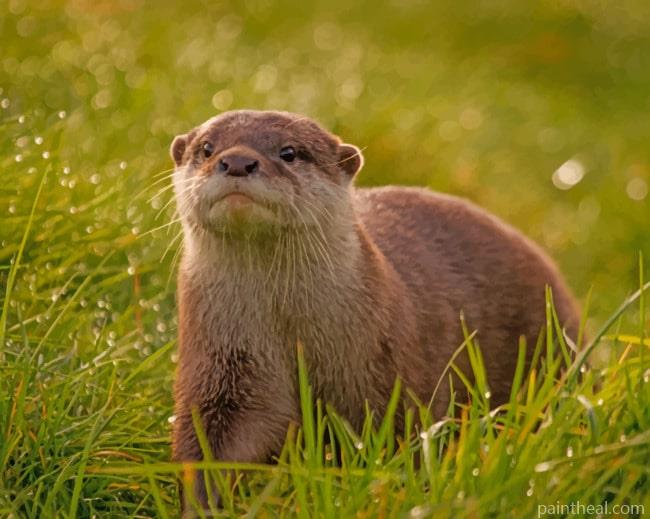 Lone Otter Painting By Numbers Kits