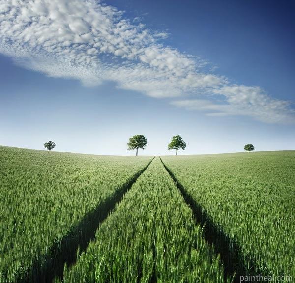 Green Field Nature Painting By Numbers Kits
