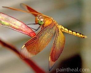 Dragonfly – 5D Diamond Painting Painting By Numbers Kits