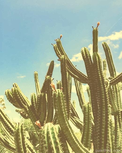 San Pedro Cactus Painting By Numbers Kits