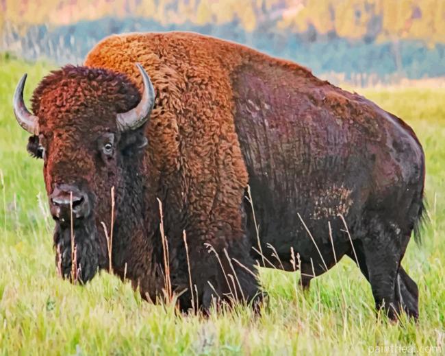 American Bison Painting By Numbers Kits