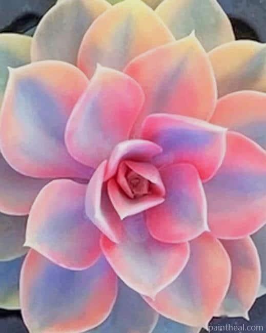 Pink Succulent Plant Painting By Numbers Kits