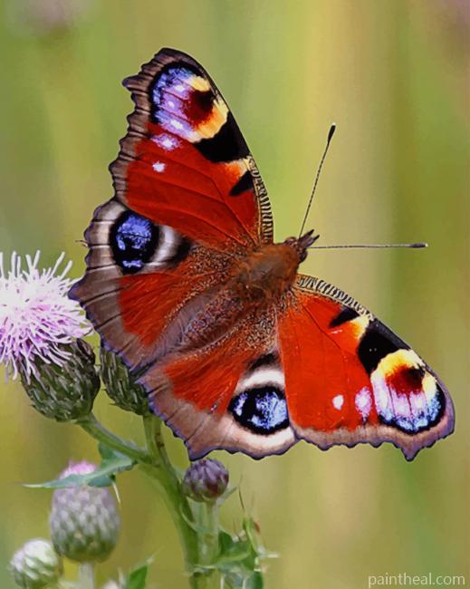Peacock Butterfly Painting By Numbers Kits