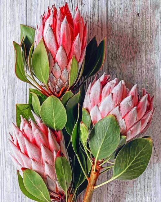Protea Plants Painting By Numbers Kits