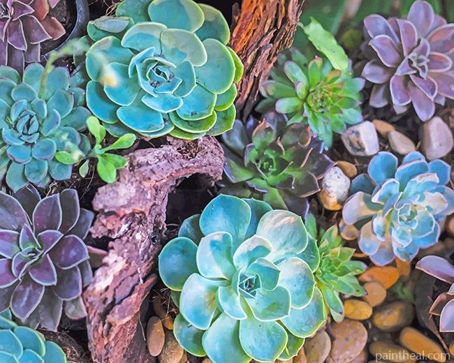 Succulents Plants Painting By Numbers Kits