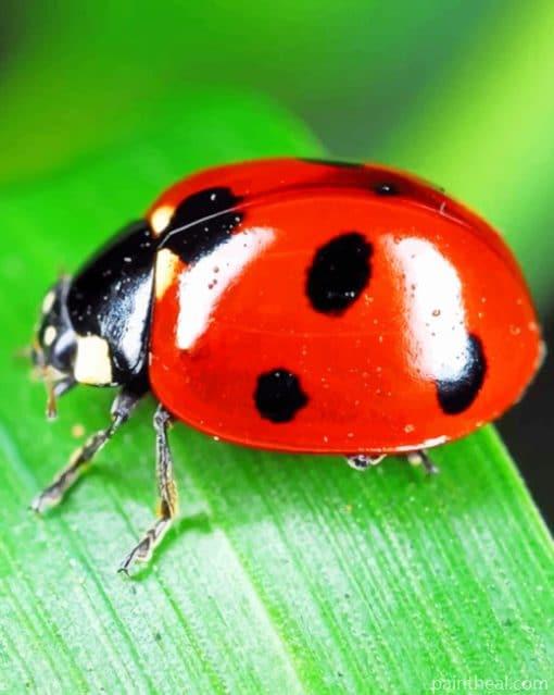 Ladybird Insect – 5D Diamond Painting Painting By Numbers Kits