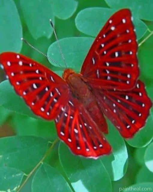 Beautiful Red Butterfly – Diamond paintings Painting By Numbers Kits