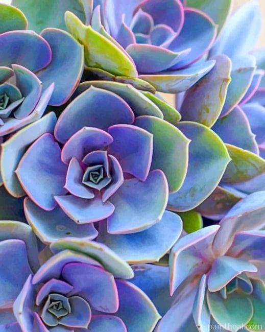 Purple Succulent Plant Painting By Numbers Kits