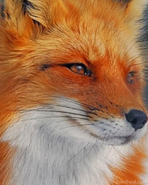 Orange Fox Face Painting By Numbers Kits