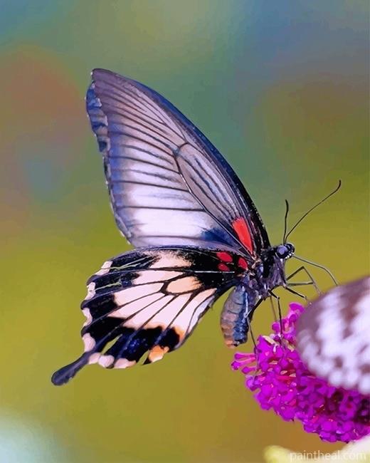 Purple Butterfly Painting By Numbers Kits