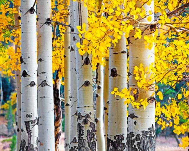 Aspen Trees Painting By Numbers Kits