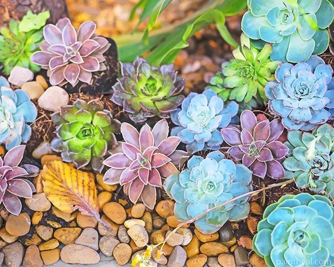 Colorful Succulents Painting By Numbers Kits