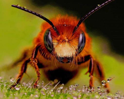 Close Up Honey Bee – 5D Diamond Painting Painting By Numbers Kits