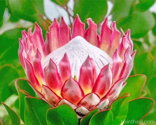Protea Plant Painting By Numbers Kits