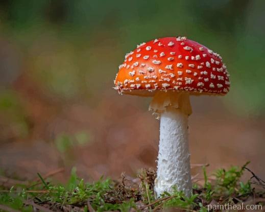 Amanita Mushrooms Nature Painting By Numbers Kits