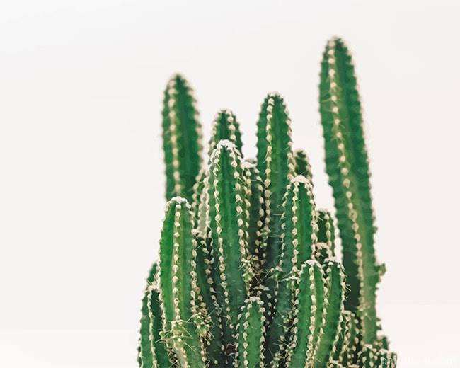 San Pedro Cactus Plant Painting By Numbers Kits