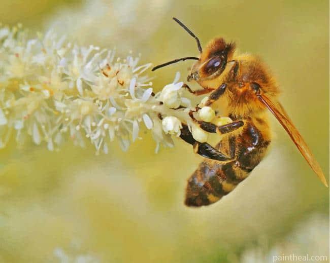 Honey Bee Insect Painting By Numbers Kits