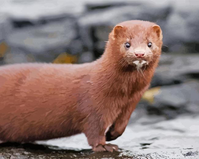 Cute Mink Painting By Numbers Kits