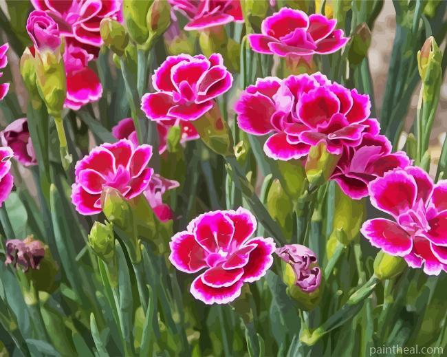 Carnations Flowers Painting By Numbers Kits