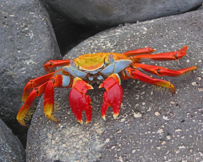 Orange And Red Crab Painting By Numbers Kits