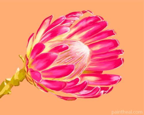 Pink Protea Plant Painting By Numbers Kits